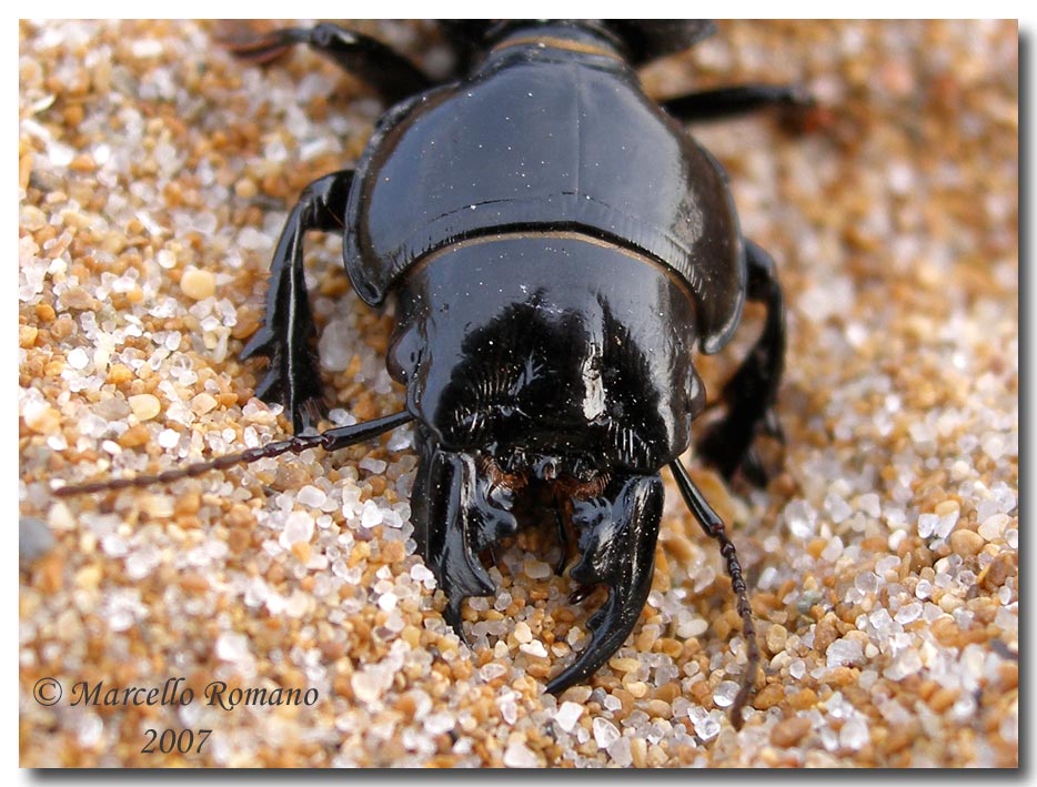 Incontri fra le dune: Scarites buparius (Carabidae)
